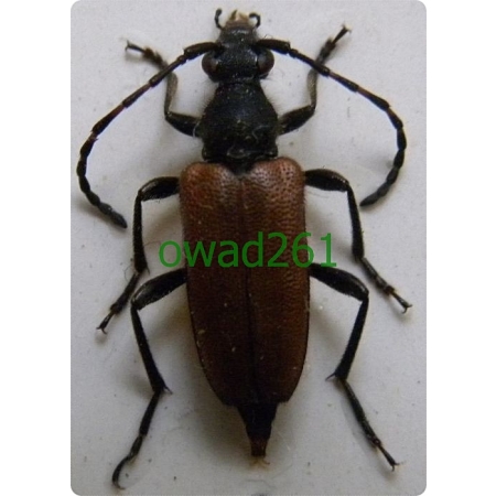 Paracorymbia maculicornis (DeGeer, 1775) Zmorsznik paskoczułki